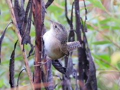 Cistothorus stellaris