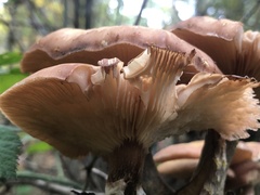 Armillaria gallica
