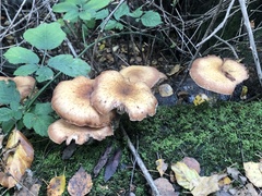 Armillaria gallica
