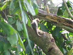 Cebuella niveiventris