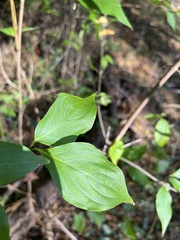 Cornus florida