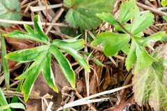 Hydrophyllum virginianum