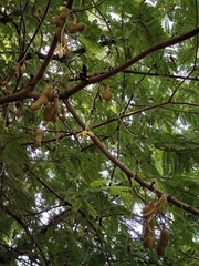 Tamarindus