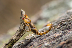 Urophonius achalensis