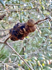 Disholcaspis quercusvirens