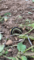 Spodoptera ornithogalli