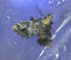 Arescoptera haplocala