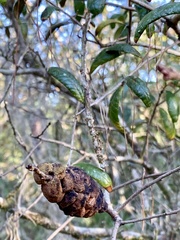 Disholcaspis quercusvirens