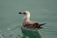 Larus michahellis