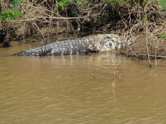 Melanosuchus niger
