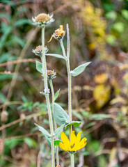 Helianthus mollis