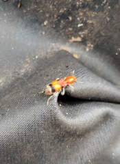 Enoclerus ichneumoneus