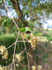Eugenia myrcianthes
