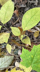 Acanthocephala terminalis