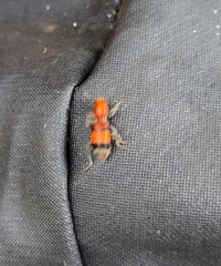 Enoclerus ichneumoneus