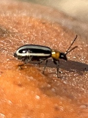 Acalymma trivittatum