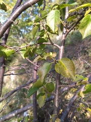 Prunus mahaleb