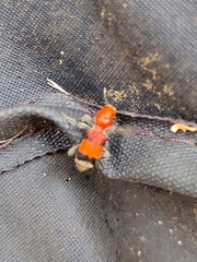 Enoclerus ichneumoneus