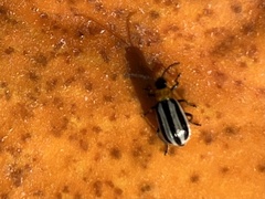 Acalymma trivittatum