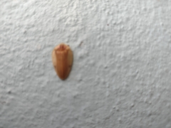 Aspisoma