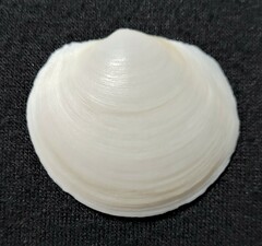 Anodontia alba