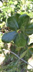 Neuroterus laurifoliae