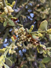 Phoradendron leucarpum tomentosum