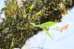 Prosthechea vitellina