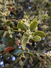Phoradendron leucarpum tomentosum