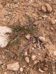 Salsola
