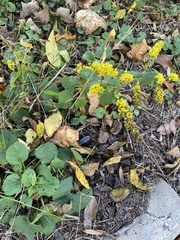 Solidago sphacelata