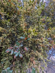 Phoradendron leucarpum tomentosum