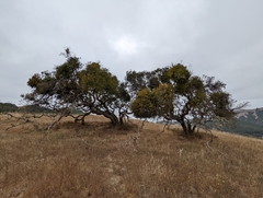 Phoradendron leucarpum tomentosum