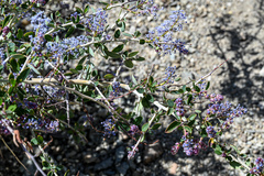 Ceanothus leucodermis