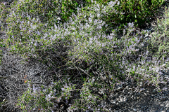Ceanothus leucodermis