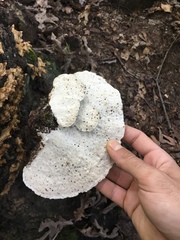 Polyporales
