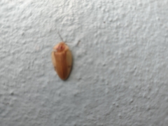 Aspisoma