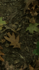 Potentilla canadensis