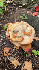 Bondarzewia berkeleyi