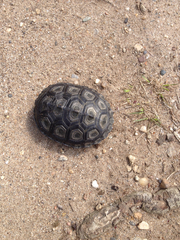 Malaclemys terrapin