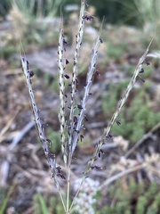Bothriochloa ischaemum