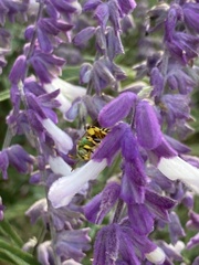 Agapostemon splendens