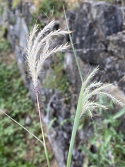 Bothriochloa ischaemum