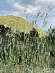 Bothriochloa ischaemum