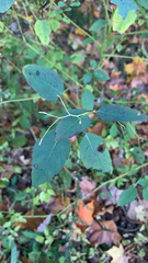 Impatiens pallida