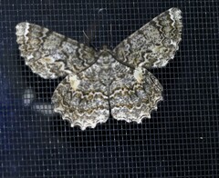 Amblychia subrubida