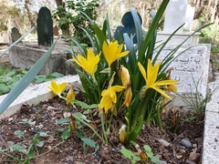 Sternbergia lutea lutea