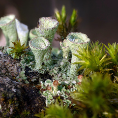 Cladonia chlorophaea