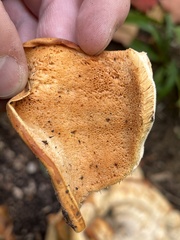 Bondarzewia berkeleyi