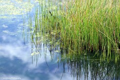 Schoenoplectus acutus